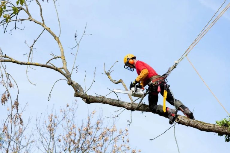 tree trimmer in Jacksonville