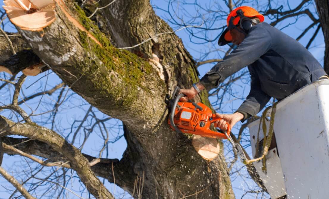 Is Tree Topping the Right Solution for Your Trees?