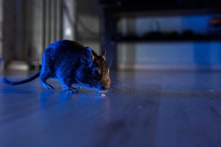 Rats Can Turn Your Rooms Ups And Downs