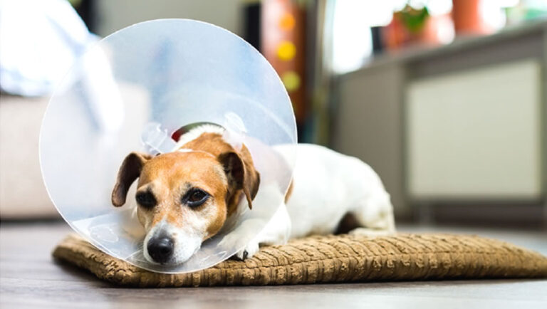 aflac-trupanion-pet-insurance-hiw-dog-with-cone-around-head