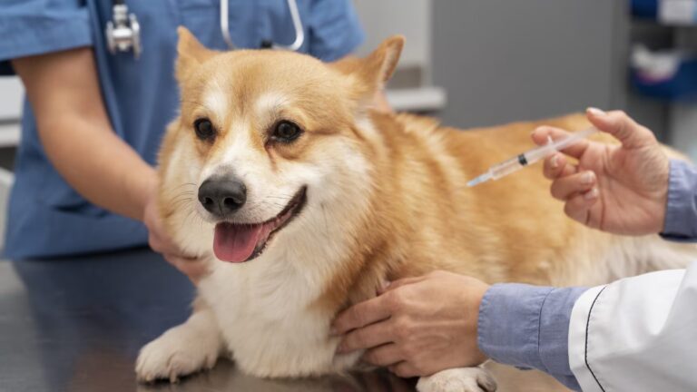 Safeguarding Your Furry Family The Importance of Pet Hospitals and Vaccinations