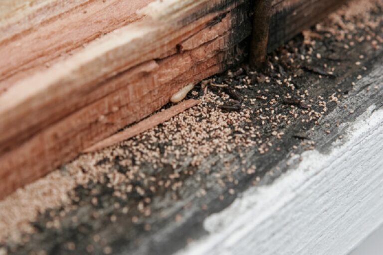 termite control in Singapore